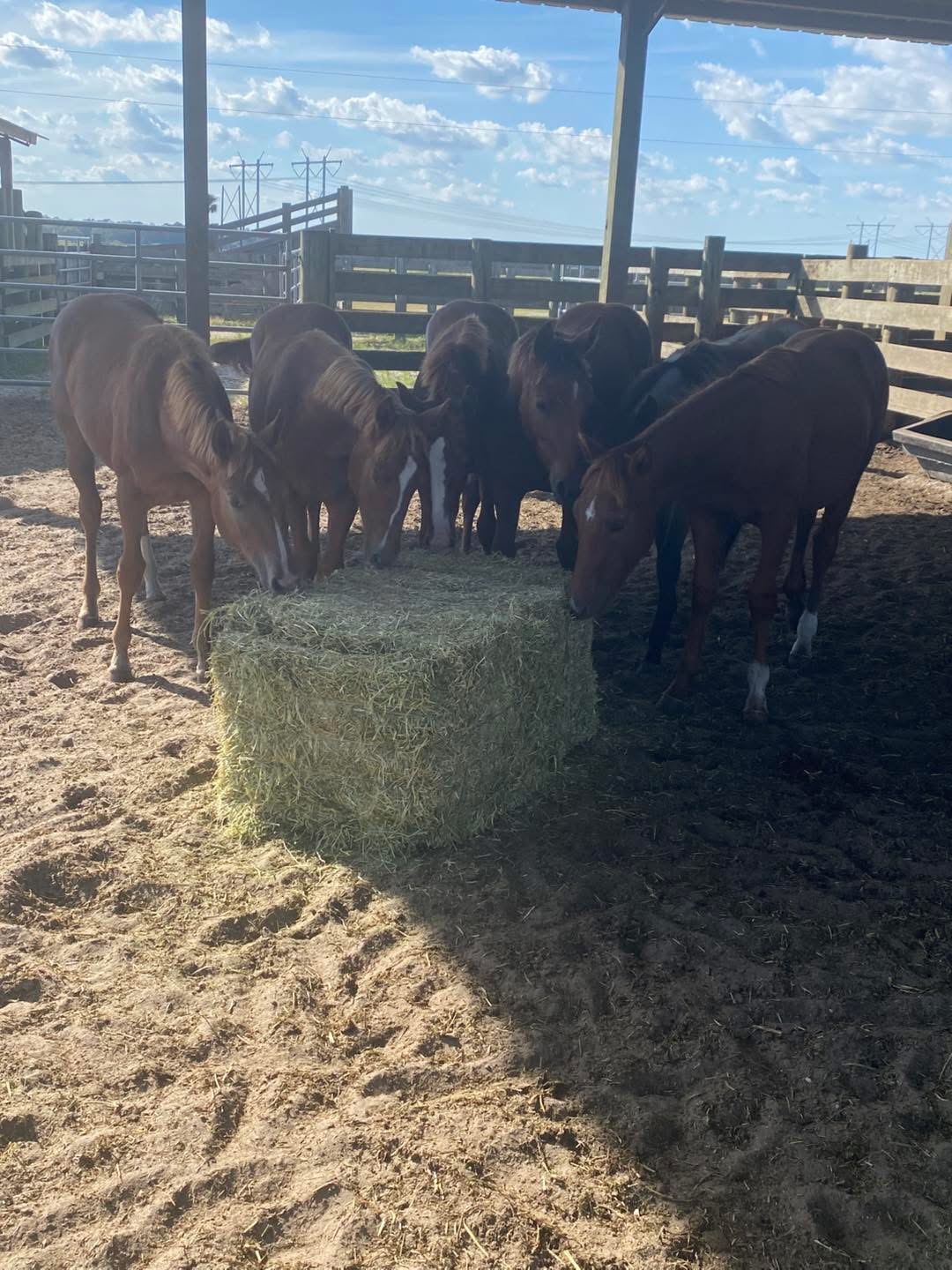 My Hay Guy - South Florida hay delivery