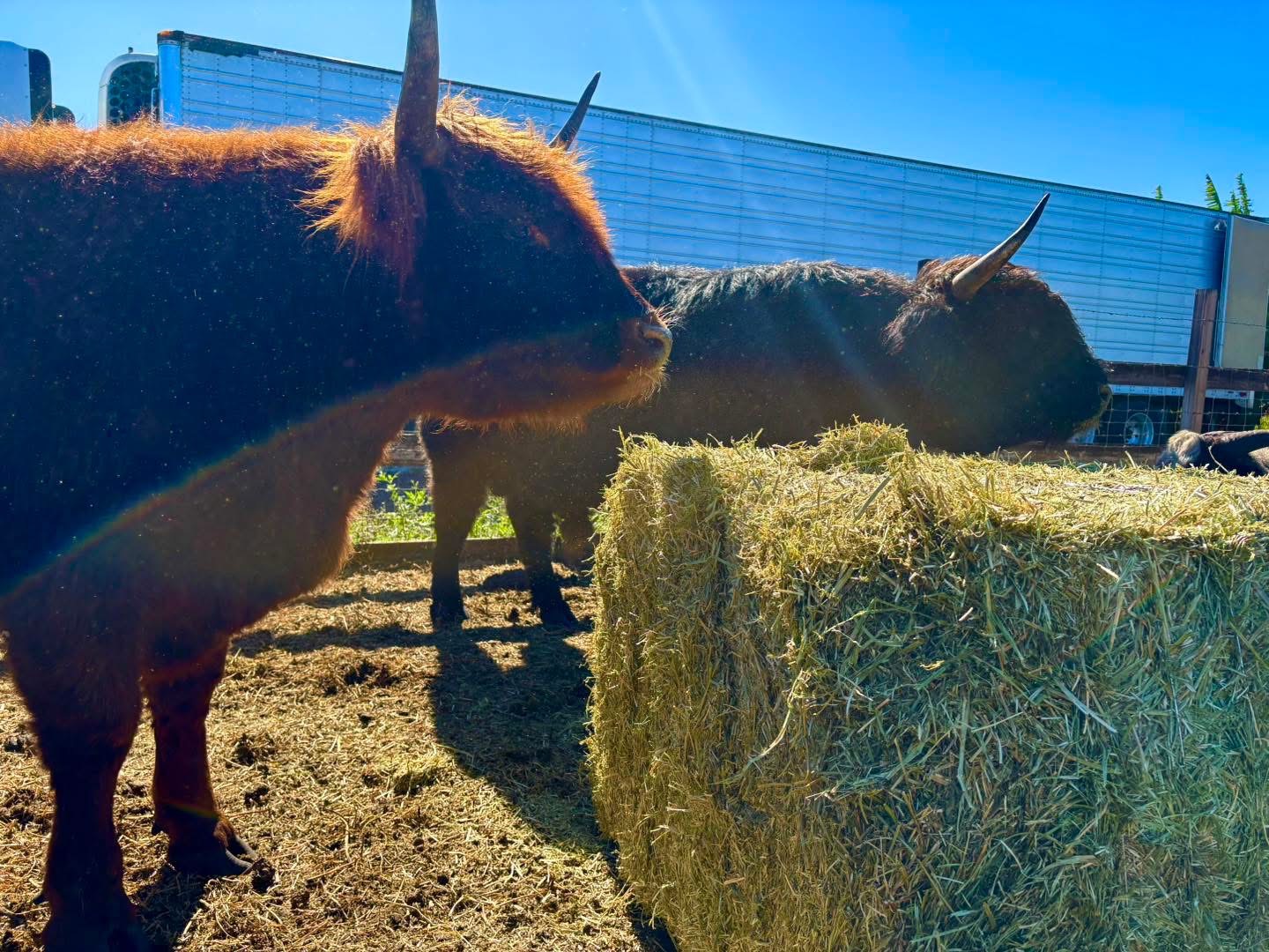 My Hay Guy - South Florida hay delivery