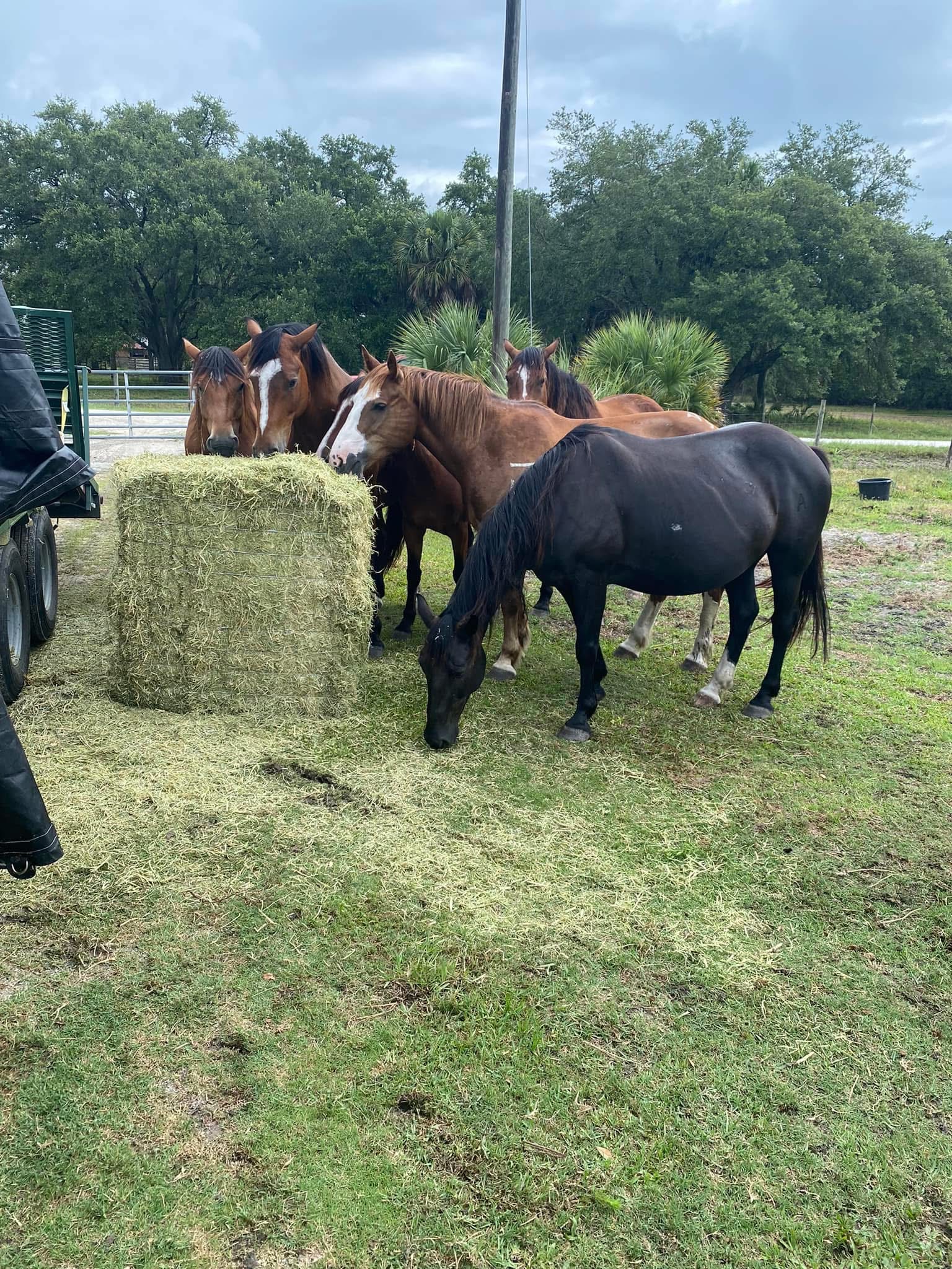 Hay delivery in Royal Palm Beach